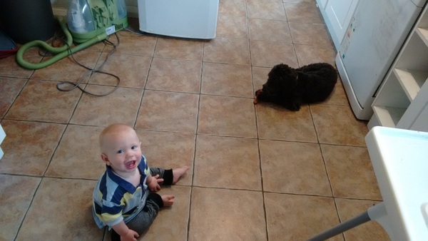 Puppy Survival thread part 4