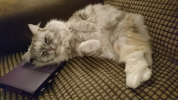 Does anyone have a house cat?