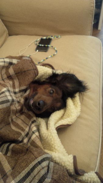 Dogs on sofas?