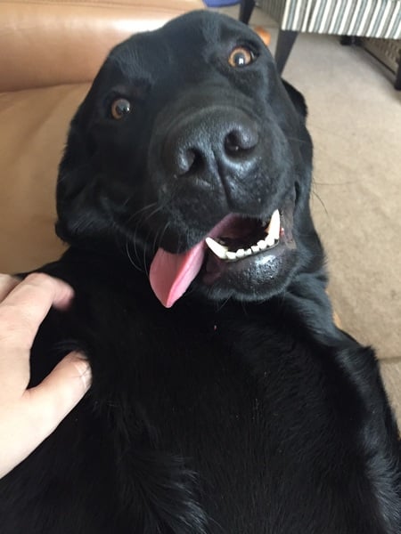 Do you want to share pics of your dog(s)?