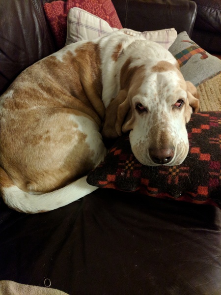 talk to me about bassets!