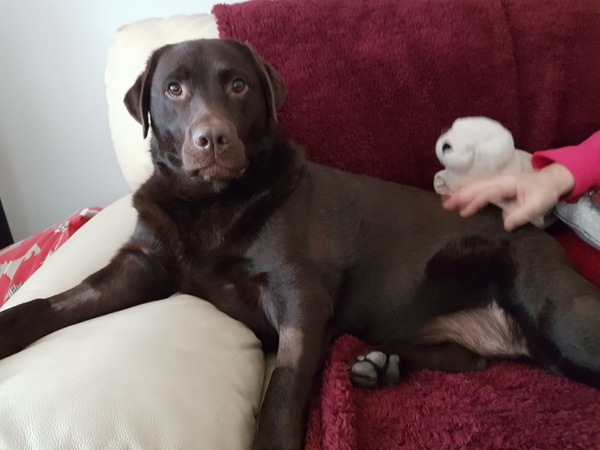 Dogs on sofas?