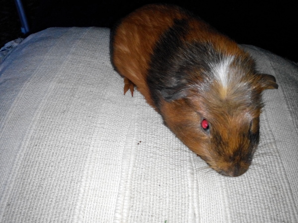 Today we have a Moll shaped hole in our 💔