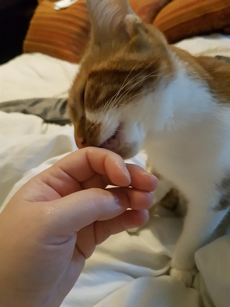 What's your DCat up to today? Episode 6, Return of the... Cats?