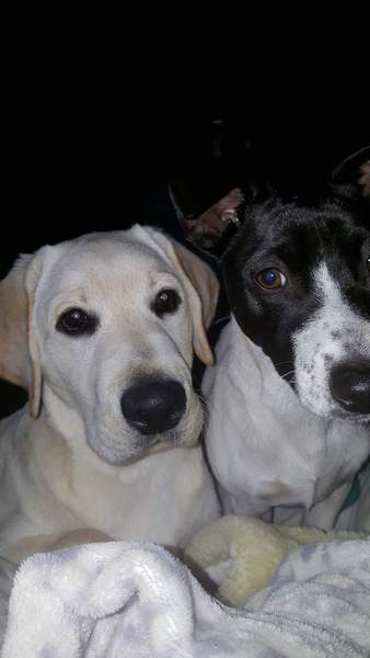 Do you want to share pics of your dog(s)?