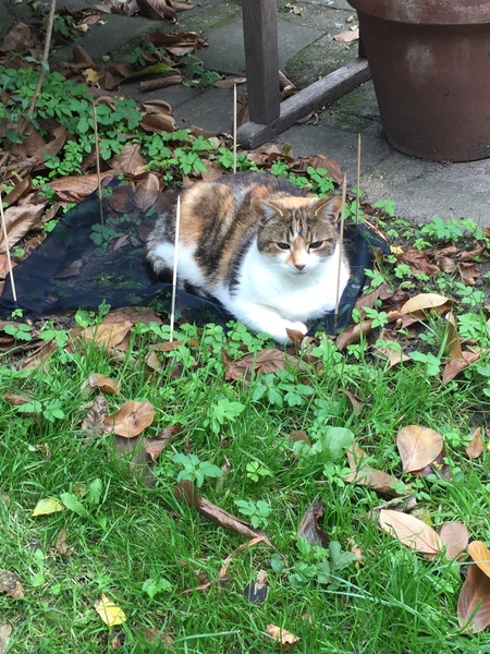 Cats still catting away part 5
