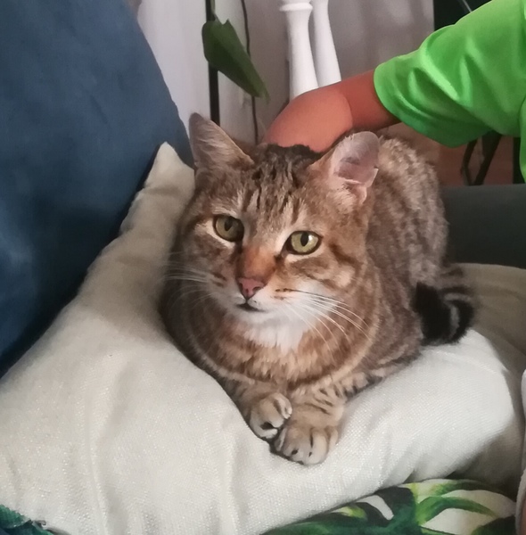 What's your DCat up to today? Episode 6, Return of the... Cats?