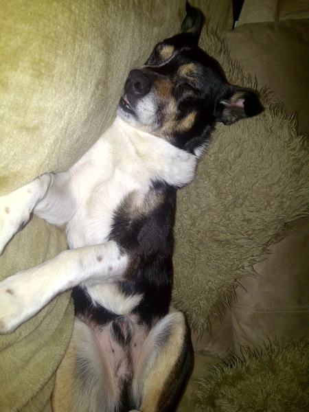Dogs on sofas?