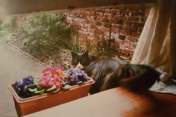 Your rescue animal story