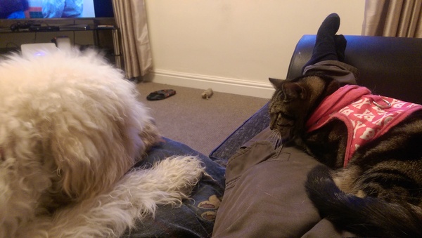 Puppy VS Cat