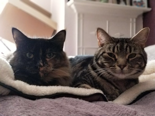 Cats still catting away part 5