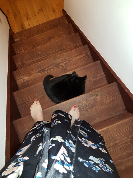 Cats still catting away part 5