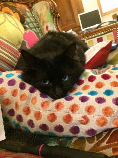 Cats still catting away part 5