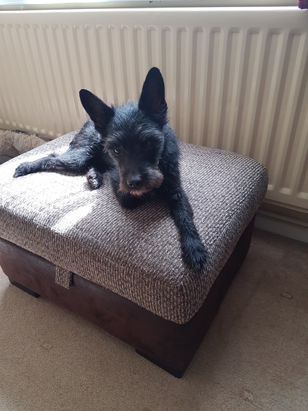 Please tell me about very small dogs