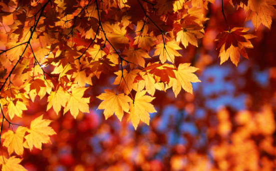 Autumn activities.