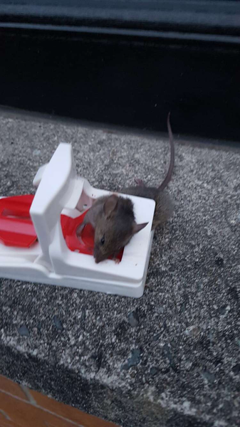 GRAPHIC DEAD RODENT PIC