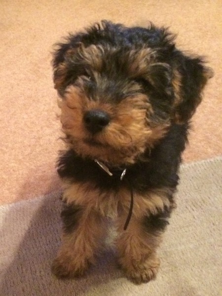 Puppy Survival thread part 4
