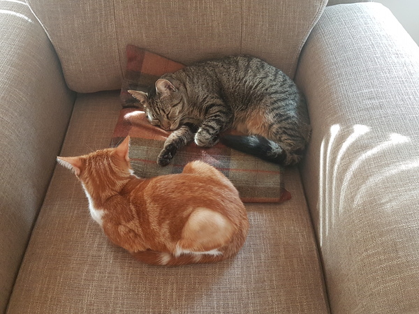 Cats still catting away part 5