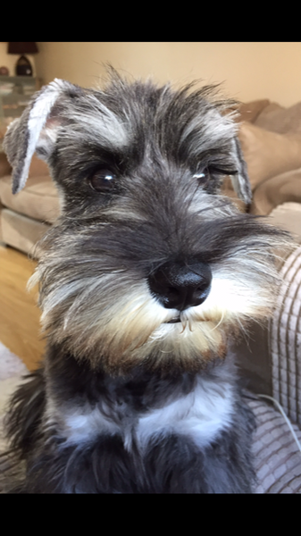 Do you want to share pics of your dog(s)?