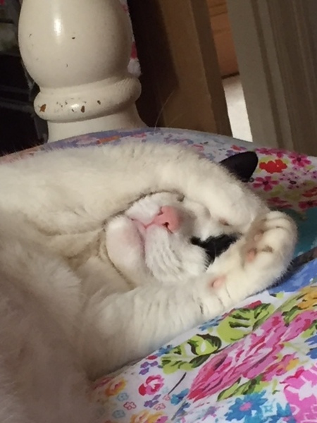 To ask what to do with the cat?