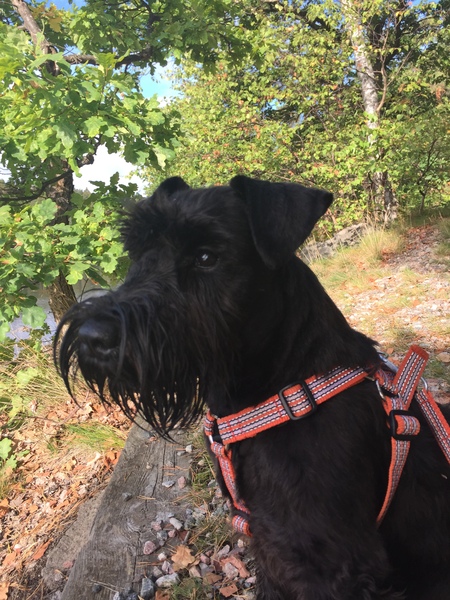 Do you want to share pics of your dog(s)?