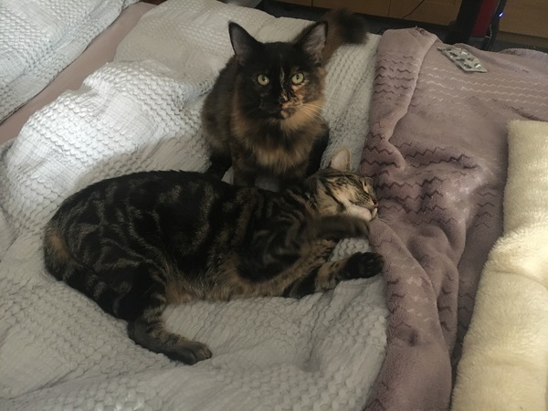 Cats still catting away part 5