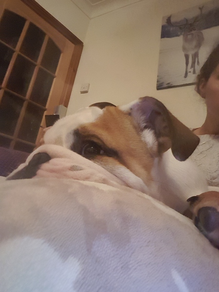 Puppy Survival thread part 4
