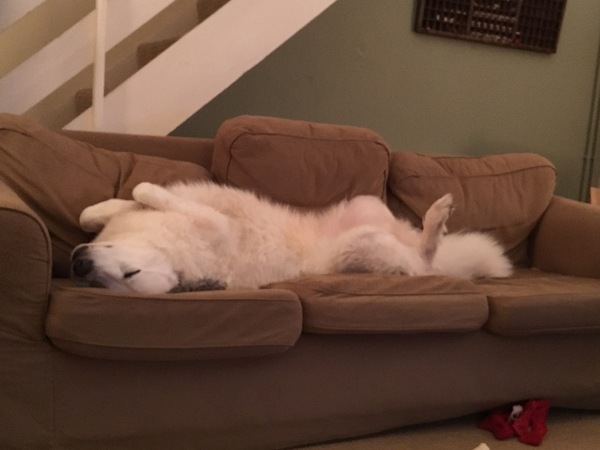 Dogs on sofas?