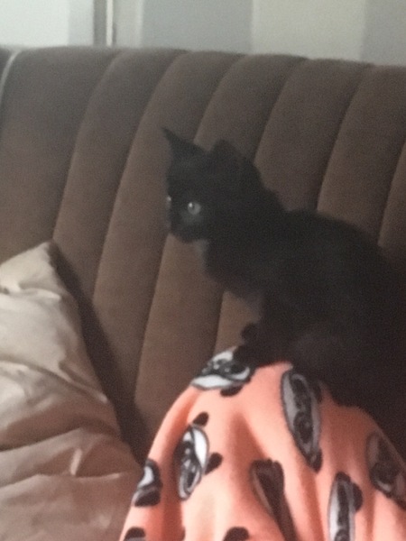 Found a kitten, what's next?