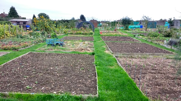 Allotment/Veg patch thread 11 'We bid  farewell to rainbow leaves but will keep plotting along'
