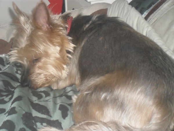 Your rescue animal story