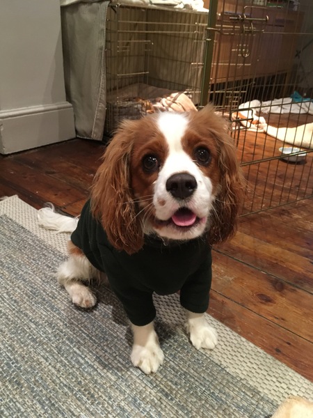 Cavachon/ cavalier