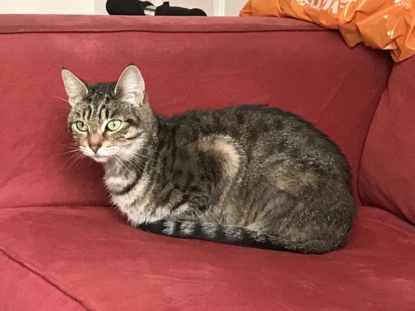 New rescue cat