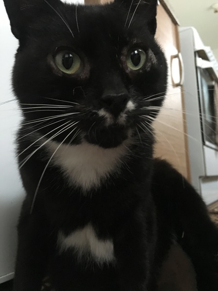 Cat sitting, stray cat wont leave.