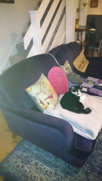 Do you have navy sofas?