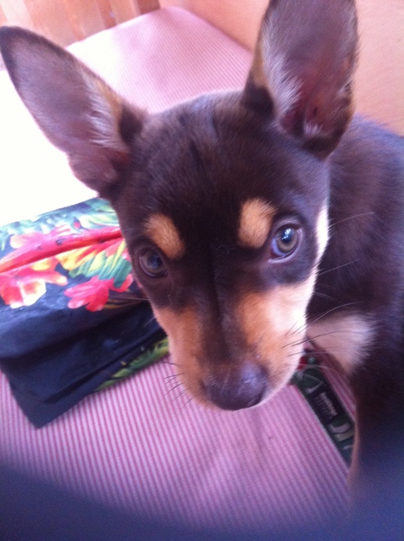 Kelpie puppy refuses to come when called