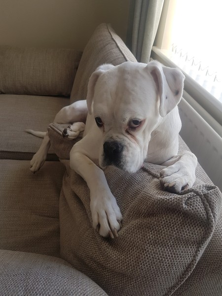 Do you want to share pics of your dog(s)?