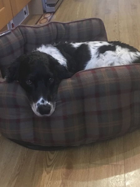 Do you want to share pics of your dog(s)?