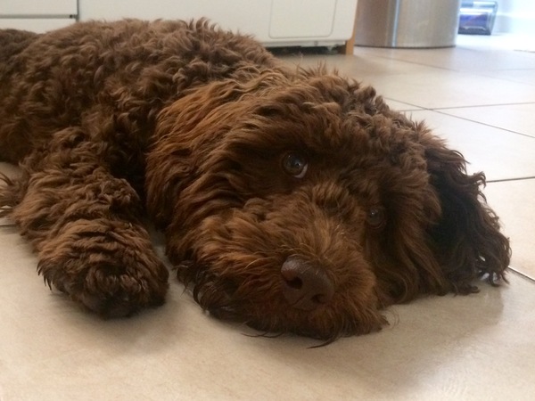 Do you want to share pics of your dog(s)?