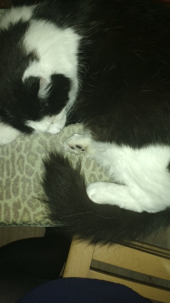 Cats still catting away part 5