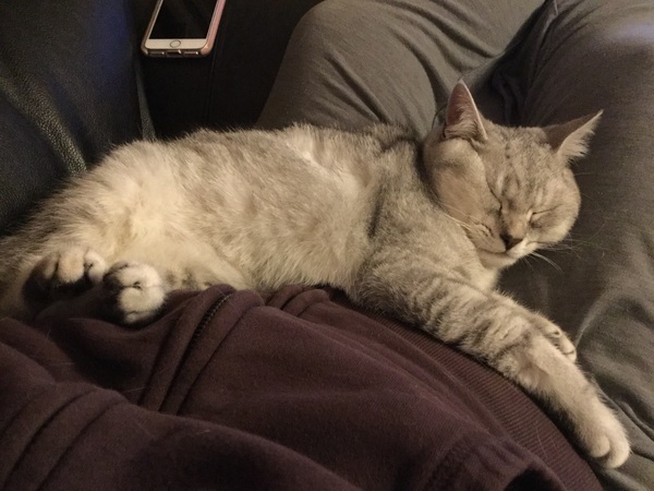 Floofs getting neutered tomorrow, feel a bit nervous