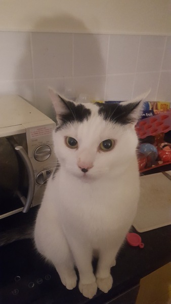 to choose a not so gorgeous cat?