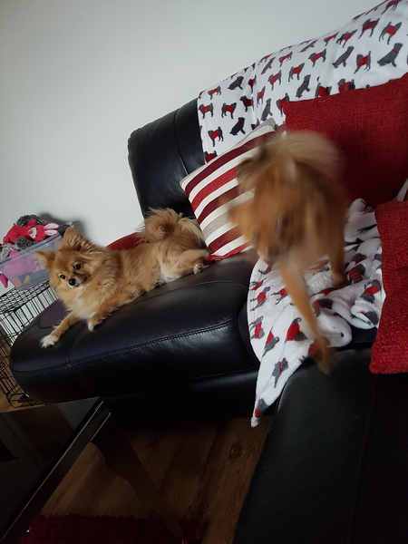 Dogs on sofas?
