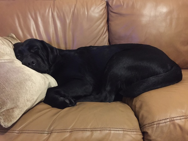 Dogs on sofas?
