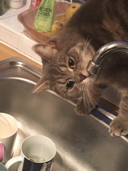 To ask what to do with the cat?