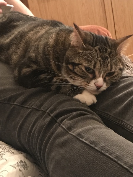 To ask what to do with the cat?
