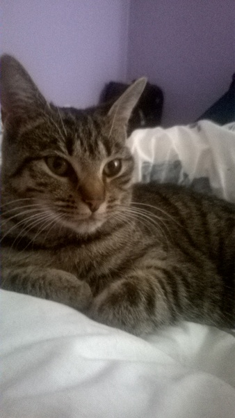 can't get over my cat s death