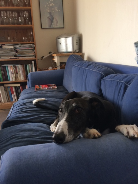 Dogs on sofas?