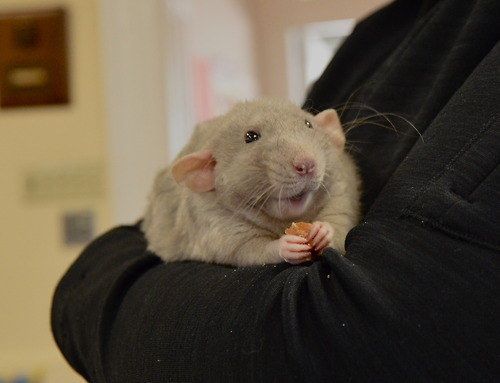 My DF refers to my PFP's as rats. Should I go NC?