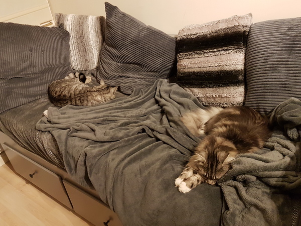 Cats still catting away part 5